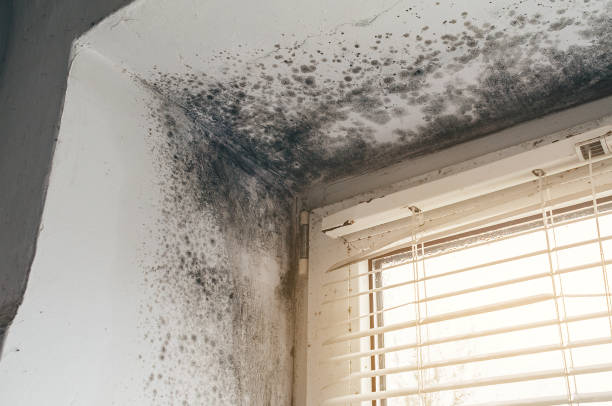 Affordable Commercial Mold Remediation solutions in Faulkner, MD